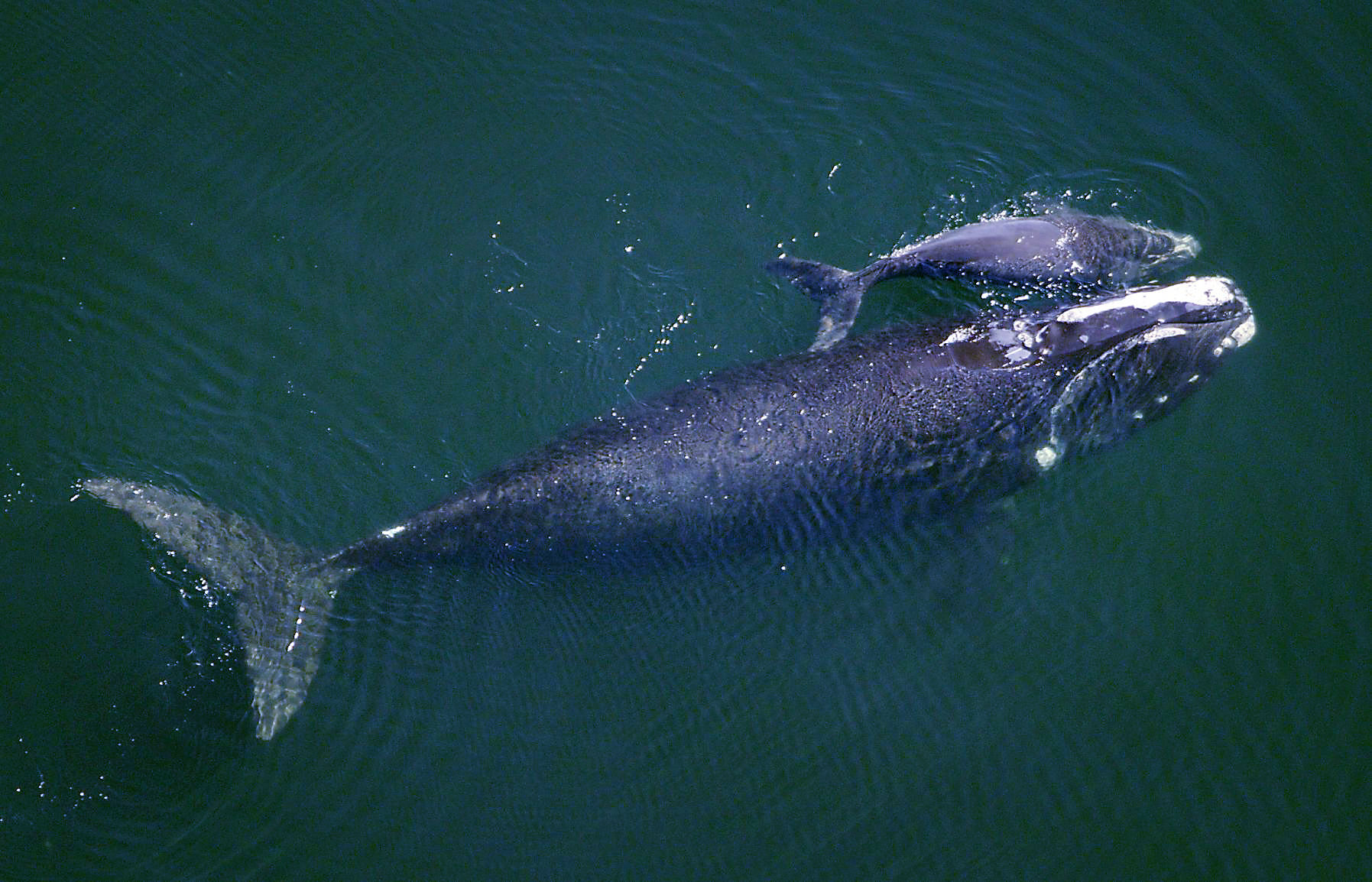 right whales calving (copy) (copy) (copy) (copy)